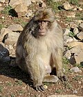 * Nomination Macaca sylvanus in Michlifen --User:Mounir Neddi 21:45, 8 May 2025 (UTC) * Decline  Oppose Already declined on 4 May 2025. --Petro Stelte 23:39, 8 May 2025 (UTC)