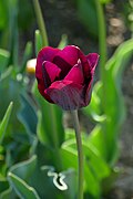 * Nomination Triumph tulipa cultivar 'Paul Scherer' in the botanical garden in Munich, Germany --Kritzolina 05:39, 6 May 2025 (UTC) * Promotion  Support Good quality. --Lvova 19:45, 7 May 2025 (UTC)