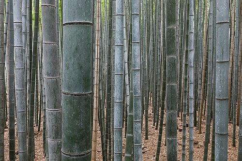Bamboo Forest, Arashiyama, Kyoto, Japan