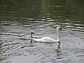 * Nomination Swan with young in the Kümmelsee near Steinbach (Ebelsbach) --Plozessor 03:29, 29 May 2025 (UTC) * Decline Insufficient quality. Not very clear or sharp at full resolution. --Needsmoreritalin 03:54, 29 May 2025 (UTC)