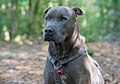 * Nomination: Shar Pei × American Staffordshire Terrier dog in Parc naturel régional des Ardennes (Monthermé, France) --Trougnouf 19:34, 29 April 2025 (UTC) * Review I was taught that the focus in animal photographs should preferably be on the eyes; this is not the case here. --Lvova 16:09, 3 May 2025 (UTC)