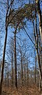 * Nomination "High Pine Tree" natural monument near Kreuzthal (Riedbach) --Plozessor 02:37, 9 May 2025 (UTC) * Promotion Good quality. --Llez 04:51, 9 May 2025 (UTC)