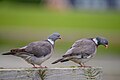 * Nomination Common wood pigeons on Norderney --Stephan Sprinz 12:18, 9 May 2025 (UTC) * Promotion  Support Good quality. --FlocciNivis 14:23, 9 May 2025 (UTC)