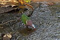* Nomination Asian Emerald Dove in Kuldiha Wildlife Sanctuary, Odisha, India. --Tisha Mukherjee 05:57, 24 May 2025 (UTC) * Promotion  Support Good quality. --Екатерина Борисова 02:28, 30 May 2025 (UTC)