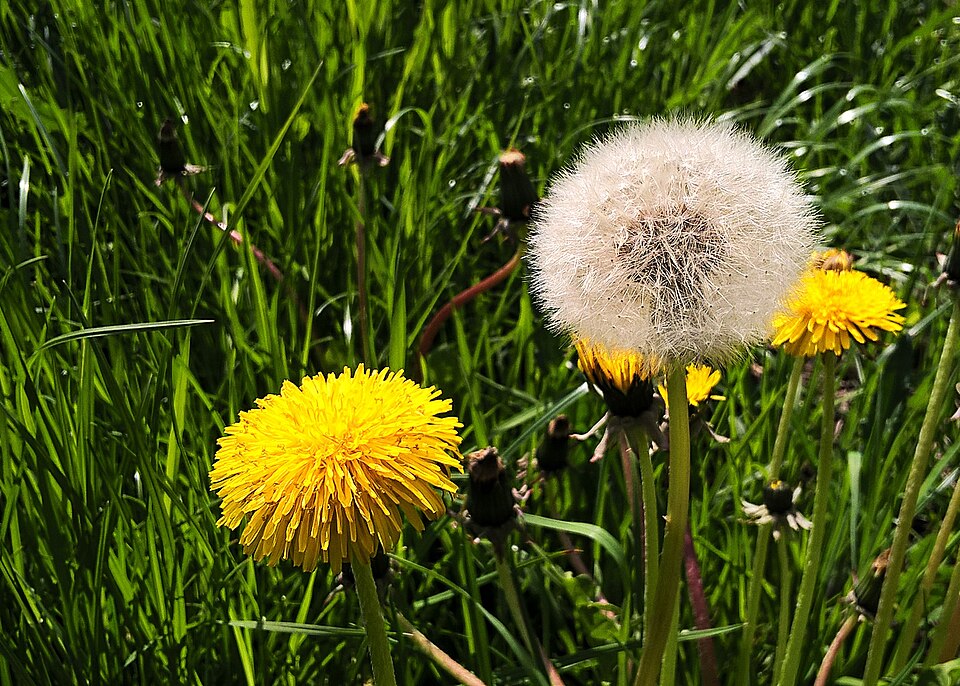 Dandelion_Taraxacum officinale F.H.