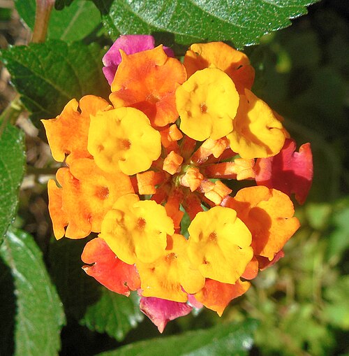 Lantana Camara in New Smyrna Beach, Florida