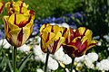 * Nomination Triumph tulipa cultivar 'Helmar' in the botanical garden in Munich, Germany --Kritzolina 05:45, 7 May 2025 (UTC) * Promotion  Support Good quality. --George Chernilevsky 08:22, 7 May 2025 (UTC)