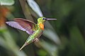 * Nomination: Gould's jewelfront (Heliodoxa aurescens) male --Charlesjsharp 20:18, 29 May 2025 (UTC) * * Review needed