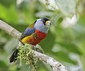 * Nomination Toucan barbet (Semnornis ramphastinus) --Charlesjsharp 10:20, 8 May 2025 (UTC) * Promotion  Support Good quality. --Benjism89 10:44, 8 May 2025 (UTC)