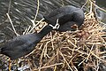 * Nomination: Eurasian coot (Fulica atra) chicks being fed. --Romzig 10:57, 24 May 2025 (UTC) * * Review needed