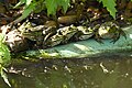 * Nomination: Edible frog in a garden pond. --Romzig 06:27, 26 May 2025 (UTC) * * Review needed