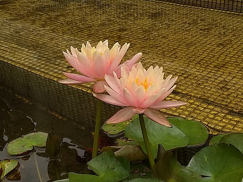 A set of two pinkish water lilies photographed in a pond, with leaves besides them.