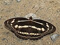 * Nomination Athyma pravara (Moore, 1858) - Unbroken Sergeant. By User:Atanu Bose Photography --Atudu 02:30, 30 May 2025 (UTC) * Promotion  Support Good quality. --Lvova 09:03, 30 May 2025 (UTC)