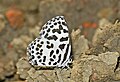 * Nomination Close wing Mud puddle of Castalius rosimon (Fabricius, 1775) - Common Pierrot --Sandipoutsider 10:08, 29 May 2025 (UTC) * Decline  Oppose Not sharp. --Sebring12Hrs 19:01, 29 May 2025 (UTC)