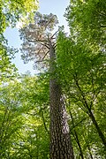 * Nomination "High Pine Tree" natural monument near Kreuzthal --Plozessor 03:05, 8 May 2025 (UTC) * Promotion  Support Good quality. --XRay 05:22, 8 May 2025 (UTC)