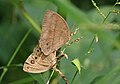 * Nomination: Mating pair of Mycalesis mineus (Linnaeus, 1758) - Dark-branded Bushbrown --Sandipoutsider 11:37, 27 May 2025 (UTC) * * Review needed