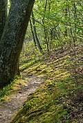* Nomination Trail in Bashakill WMA --Rhododendrites 17:55, 6 May 2025 (UTC) * Promotion  Support Good quality. --Екатерина Борисова 00:18, 8 May 2025 (UTC)