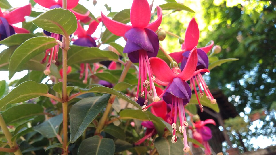 Close-up of fuchsia flowers