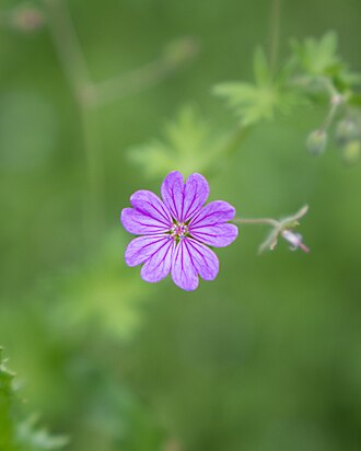 Geranium molle