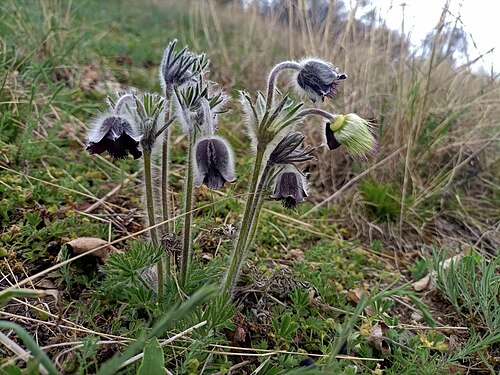 Flowering Pulsatilla at Prague Pasture, Czech Republic