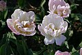 * Nomination Double late tulipa cultivar 'Creme Upstart' in the botanical garden in Munich, Germany --Kritzolina 05:18, 8 May 2025 (UTC) * Decline  Oppose Lacks sharpness. Sorry. --Ermell 08:41, 8 May 2025 (UTC)