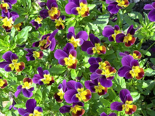 Acker-Stiefmütterchen Viola arvensis