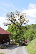 * Nomination: Sommerkahl, natural monument 671N0106/ND-05306 'Zwei Traubeneichen' in nature park 'Bayerischer Spessart' --KaiBorgeest 21:55, 5 May 2025 (UTC) * * Review needed