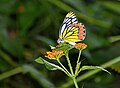 * Nomination Close wing Nectaring of Delias eucharis (Drury, 1773) - Indian Jezebel (Male) --Sandipoutsider 10:24, 29 May 2025 (UTC) * Promotion  Support Good quality. --Sebring12Hrs 12:42, 29 May 2025 (UTC)