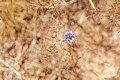 * Nomination: Sheep's-Bit in the nature reserve Limbacher Sanddüne --FlocciNivis 09:17, 29 May 2025 (UTC) * * Review needed