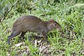 * Nomination Central American agouti (Dasyprocta punctata) --Charlesjsharp 09:33, 7 May 2025 (UTC) * Promotion Good quality. --Peulle 11:06, 7 May 2025 (UTC)