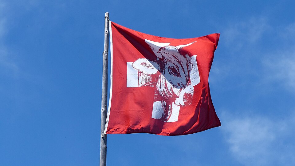 Variation of the Swiss Flag featuring a cow