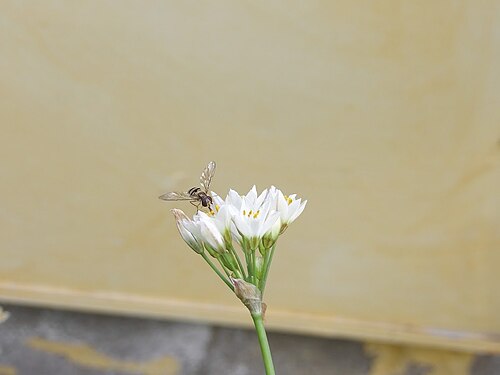 Episyrphus balteatus doing a break in some flowers of Nothoscordum gracile