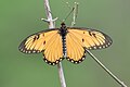 * Nomination Acraea issoria (Hübner, [1819]) - Yellow Coster. By User:Aniruddha97350 --Atudu 09:50, 28 May 2025 (UTC) * Promotion  Support Good quality. --Olivier LPB 09:57, 28 May 2025 (UTC)