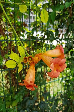 Blüten, Knospen und kleine Fruchtstände der Amerikanische Klettertrompete (Campsis radicans)
