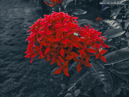 Red Rongon (Ixora coccinea)