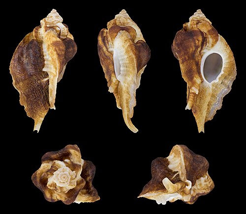 Decussate Murex; length 3.8 cm; Originating from Gorée, Senegal