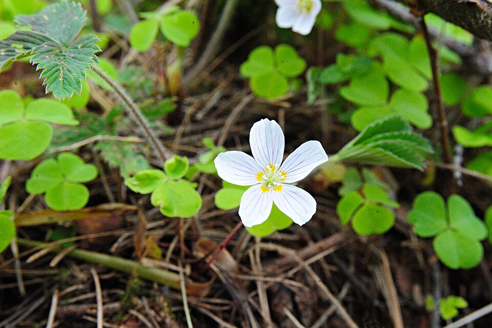 Wood sorrel