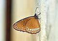 * Nomination: Close wing moisture sucking activity of Euploea core (Cramer, (1780)) - Common Crow --Sandipoutsider 11:13, 23 May 2025 (UTC) * Review Purple CAs on the wings. --Sebring12Hrs 20:34, 23 May 2025 (UTC)