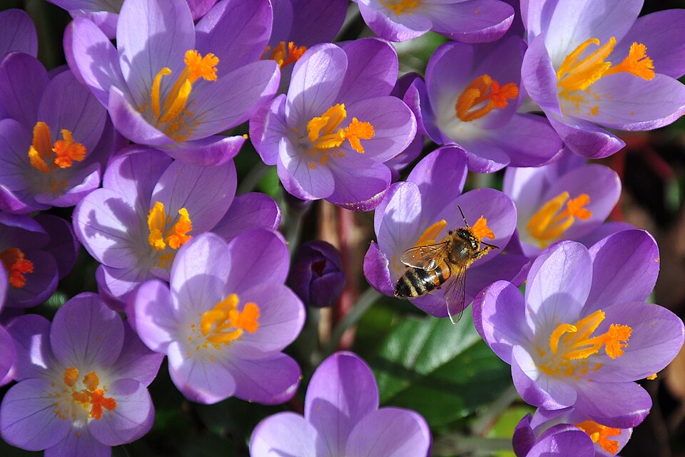 Nektar vom Krokus