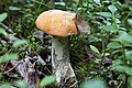 * Nomination: Leccinum in Cheuskino Pine Forest, Khantia-Mansia, Russia. By User:Ольга Слотвинская --Екатерина Борисова 01:48, 23 May 2025 (UTC) * * Review needed
