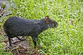 * Nomination Black agouti (Dasyprocta fuliginosa) --Charlesjsharp 09:33, 7 May 2025 (UTC) * Promotion  Support Good quality. --Jakubhal 17:48, 7 May 2025 (UTC)