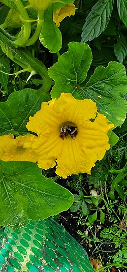 Gurkenblüte mit Hummel - cucumber Blouson with guest(bumblebee)