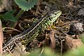 * Nomination Sand lizard in the Kröllwitz district of Halle (Saale), Germany. --Romzig 19:01, 28 May 2025 (UTC) * Promotion  Support Good quality. --Alexander-93 19:09, 28 May 2025 (UTC)