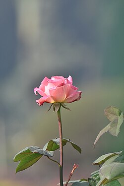 Pink Rose Captured by Sifat
