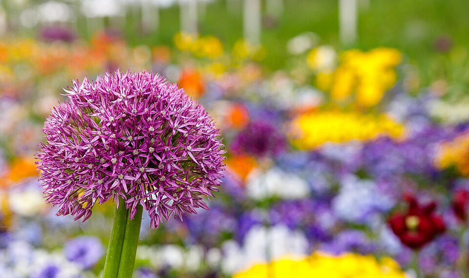 Flower of a Persian onion (Allium hollandicum) at the Bundesgartenschau 2023