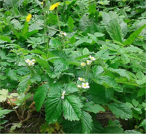 Strawberry flowers