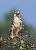 * Nomination A black-winged kite. By User:Rusho127 --ROCKY 16:34, 29 May 2025 (UTC) * Decline Wonderful catch but the image is really noisy. Not perfectly sharp although the resolution is borderline --Benjism89 20:07, 29 May 2025 (UTC)  Oppose Per Benjism89. --Sebring12Hrs 20:34, 29 May 2025 (UTC)