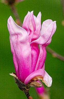 Flower of a Magnolia (Magnolia)
