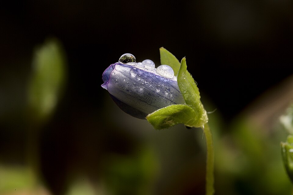 Leberblümchen (Hepatica nobilis) im Morgentau
