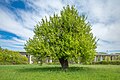 * Nomination "Pear tree between the villages" natural monument near Untereuerheim --Plozessor 02:41, 30 May 2025 (UTC) * Promotion  Support Good quality. --Екатерина Борисова 02:47, 30 May 2025 (UTC)